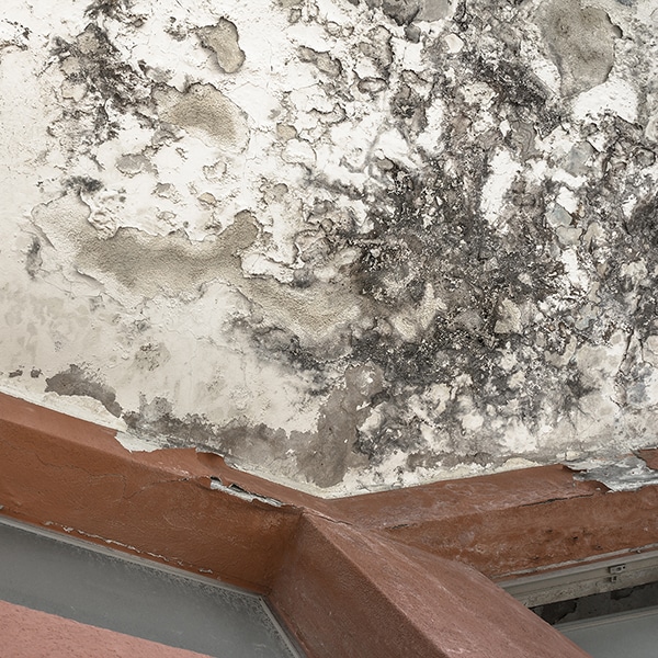 Cavity Wall Insulation Damp and mould caused by cavity wall insulation