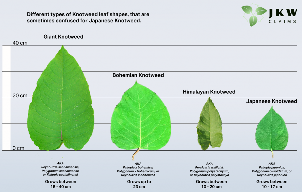 Knotweed-Comparisons-Graphic