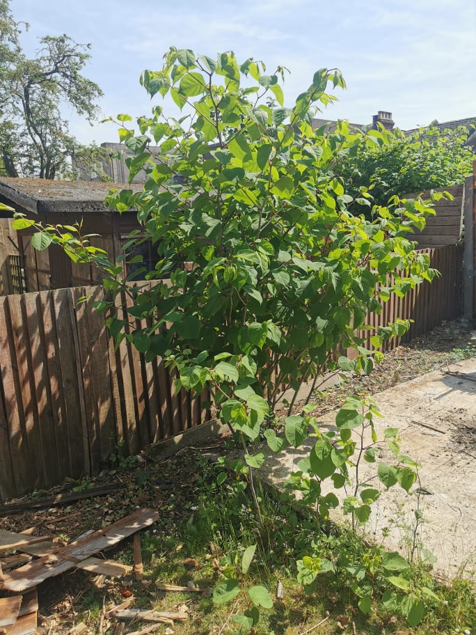 japanese knotweed and the law
