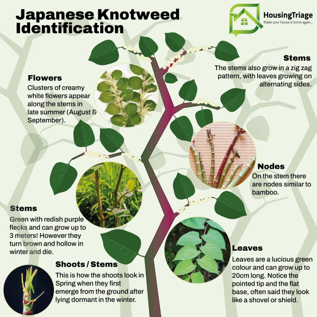 japanese knotweed identification graphic