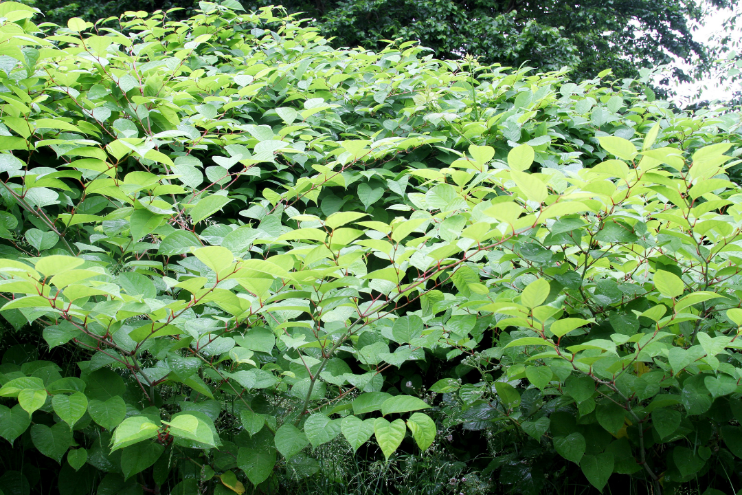 Japanese Knotweed Law large infestation and growth